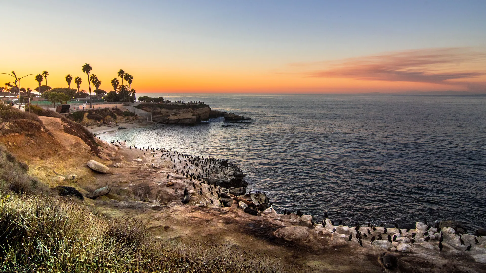 Sea lions and cormorants at La Jolla coast during sunset